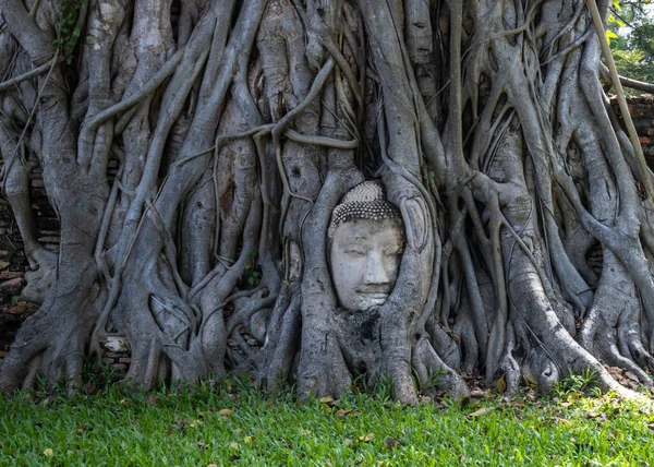 Голове Статуи Будды Много Лет Окружении Деревьев — стоковое фото