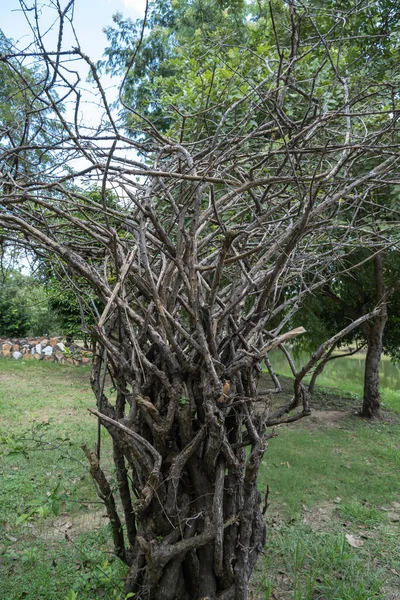 Petit Buisson Sec Avec Nombreuses Branches Dont Toutes Les Feuilles — Photo