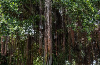 Bolluk içinde büyüyen banyan ağacının hava kökleri yiyeceği tuzağa düşürür..