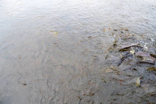 Yüzeye çıkan pek çok balık beslenmeyi bekliyor..