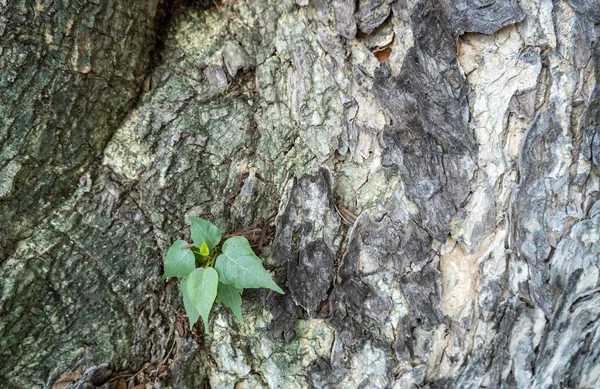 Küçük Bodhi ağacı başka bir ağacın dibinde yeşil yapraklarla büyüyordu..