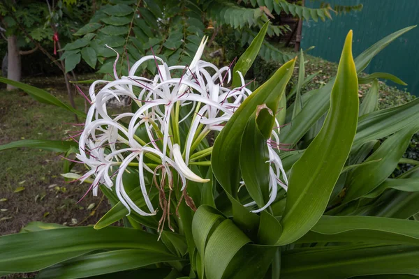 Yeşil yaprakların arasından çıkan beyaz kızılötesi ışınlar çok güzeldir..