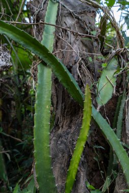 Genç dallar yetiştiren yeşil ejderha meyve ağacı hızla büyüyecek..