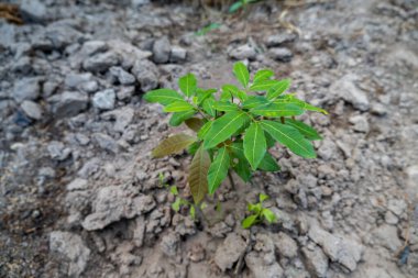 Küçük bir longan bitkisi, parlak yeşil yapraklarla büyür, tohumlardan oluşur..