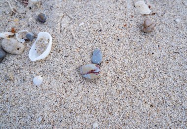 Kumsaldaki çakıl taşları, denizden dalgalarla savruluyor.