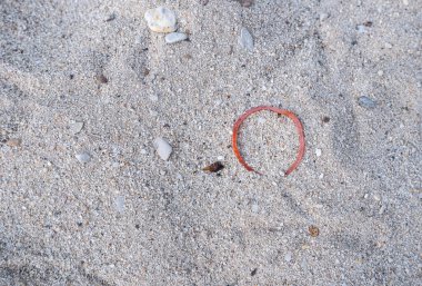 Kırmızı lastik bantlar, insanların ihmalkarlığı yüzünden kumun üzerine atıldı..