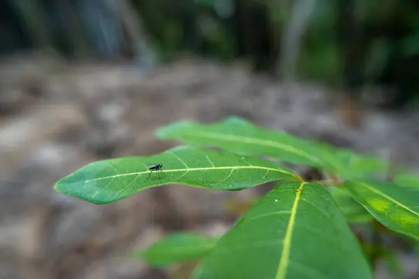 One Green Male Mosquito Clinging Leaf Waiting Prey — Stock Photo, Image
