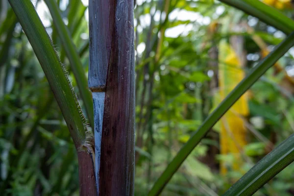 Saccharum sinense Roxb, zengin siyah saplı, güzel.