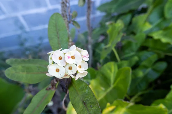White Poi Sian Inflorescences Mixed Pink Have Water Drops — стоковое фото