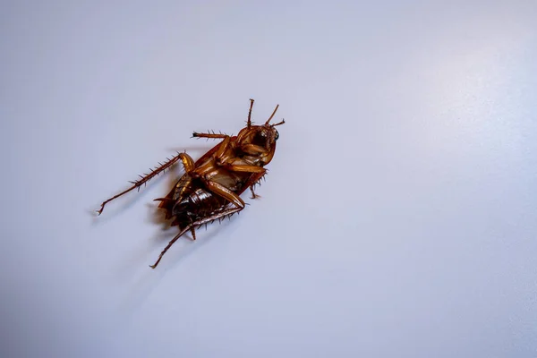 Κατσαρίδα Κείτεται Νεκρή Στο Στομάχι Της Λευκό Φόντο — Φωτογραφία Αρχείου