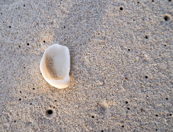 Білі Снаряди Пляжі Підірвані Хвилями Знизу Моря — стокове фото