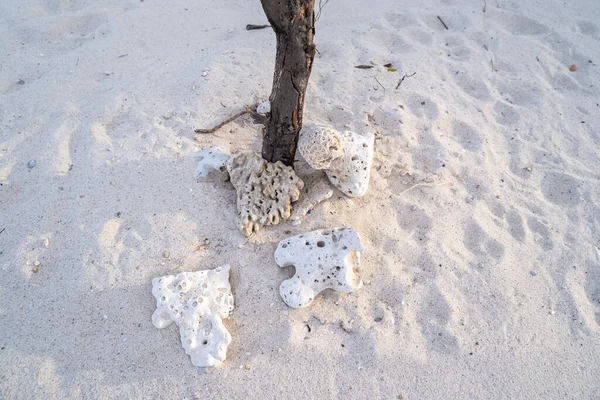 海の波に吹かれたビーチのサンゴの岩は 木の底に飾ることができます — ストック写真