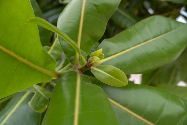 Calophyllum Inophyllum Part Mentén Található Egy Nagy Zöld — Stock Fotó