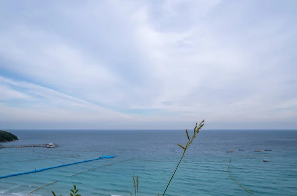 Eriochloa Prosperando Lado Mar Visível Fundo Bonito — Fotografia de Stock