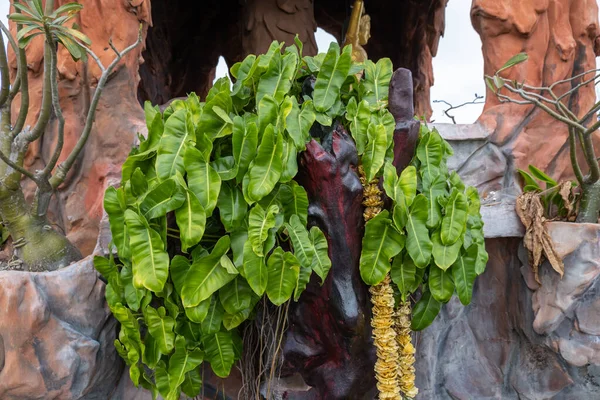 Koyu yeşil filodendron, süsleme için kayaların üzerine dikilir..