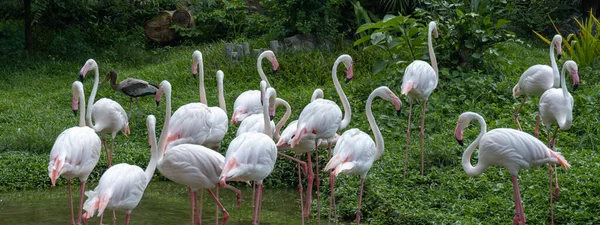 Несколько Фламинго Стоят Группе Болоте — стоковое фото