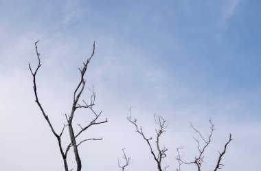 Kuru dallar gökyüzüne doğru uzanıyor, arkalarında ise yumuşak bulutlar....