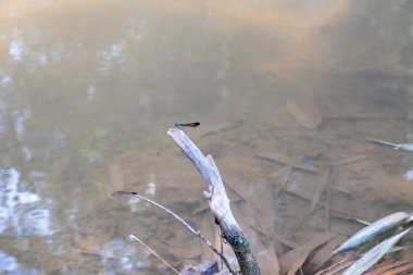 İki yusufçuk bir dala tünemiş, derenin arkasında..