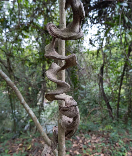 Uma Videira Grande Enrolando Redor Dando Aparência Campo Olhos Visto — Fotografia de Stock