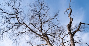 A dead tree with many dry branches, spreading across the sky.