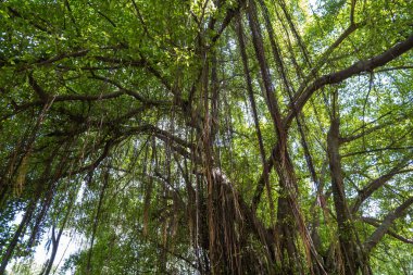 A large banyan tree with many aerial roots, with green leaves.