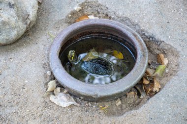 The turtle was raised in a small pond, and lifted its neck to breathe.