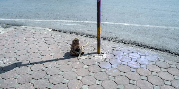 Monkey Holding Baby Breastfeed Sidewalk Road — Stockfoto