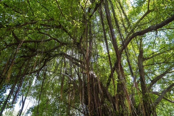 Large Banyan Tree Many Aerial Roots Green Leaves — Photo