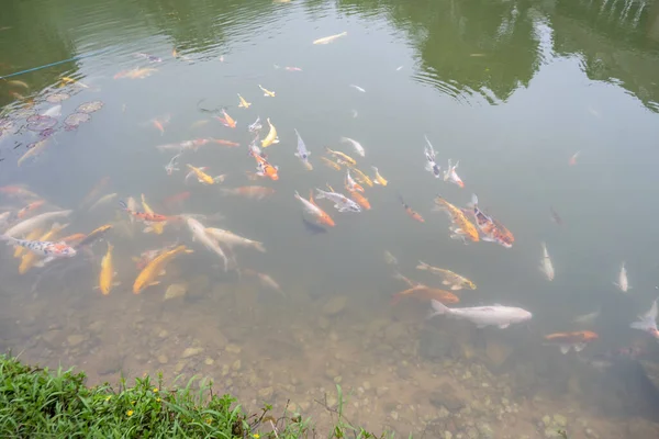 Veel Koi Zwemmen Het Water Opgegroeid Een Natuurlijke Vijver — Stockfoto