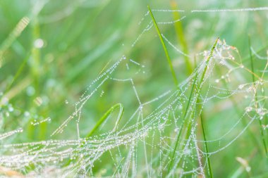 Eylül ayı ortasında, Ağustos ayı sonlarında, sabahın erken saatlerinde çayır bitkilerinin üzerindeki örümcek ağları üzerindeki küçük çiy damlalarının yakın görüntüsü. Harika bir doğa. Soyut çiçek arkaplanı. Duvar kağıdı, seçici odak