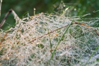 Sabahın erken saatlerinde çayır bitkilerindeki örümcek ağı ipliklerinin üzerindeki küçük çiy damlalarının yakın görüntüsü. Çayırda sabah manzarası. Harika bir doğa. Soyut çiçek arkaplanı. Duvar kağıdı, seçici odaklanma. Kırsal kesimde ıslak bir sonbahar sabahı