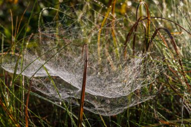 Sabahın erken saatlerinde çayır bitkilerindeki örümcek ağı ipliklerinin üzerindeki küçük çiy damlalarının yakın görüntüsü. Çiçek arkaplanı. Duvar kağıdı, seçici odaklanma. Güneşli bir ekim sabahının arka planında güzel bir örümcek ağı.