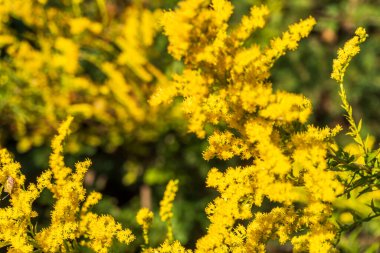 Solidago kanadensis 'in çiçek açan sarı infloresansına yakın çekim, Kanada altın çubuğu ya da Kanada altın çubuğu olarak bilinir. Solidii, genellikle altın çubuklar olarak adlandırılır..