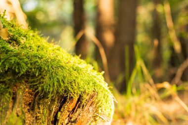Güneş ışığında güzel yeşil yosunlar, yosunlara yakın çekim, makro. Ağaçta yosun yetişiyor, yosunların güzel arka planı. mesaj için yer. Moss yaprakları, yosun sonbaharı, orman yosunu, yosun tohumları, doğa, vahşi yaşam, arka plan bulanıklığı...