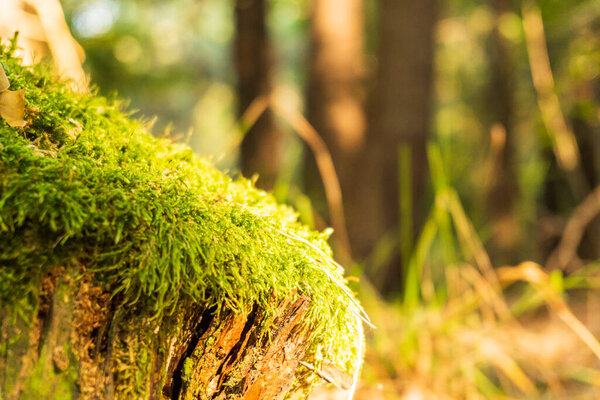 Beautiful green moss in the sunlight, moss closeup, macro. Moss grows on the tree, beautiful background of moss. place for text. Leaf on Moss, Moss autumn, forest moss, moss seeds, Nature,Wildlife, background blurred boke