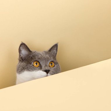 Sarı arka planda, dışarıyı gözetleyen sevimli gri bir kedi. Boş, kopyalama alanı.