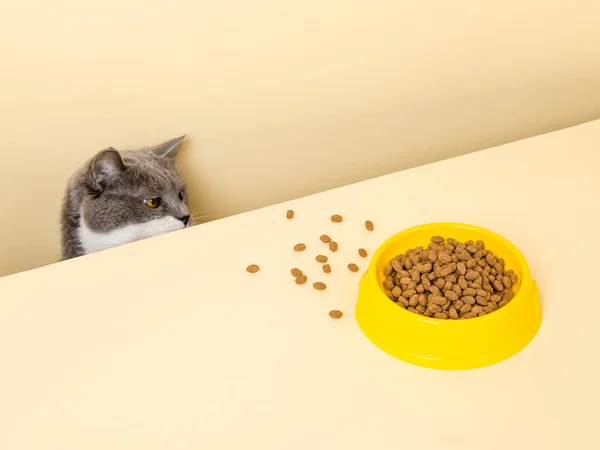 Μια Χαριτωμένη Γκρι Γάτα Και Ένα Μπολ Φαγητό Κίτρινο Φόντο — Φωτογραφία Αρχείου