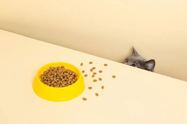 Roztomilá Šedá Kočka Miska Jídlem Žlutém Pozadí Sahá Svém Oblíbeném — Stock fotografie