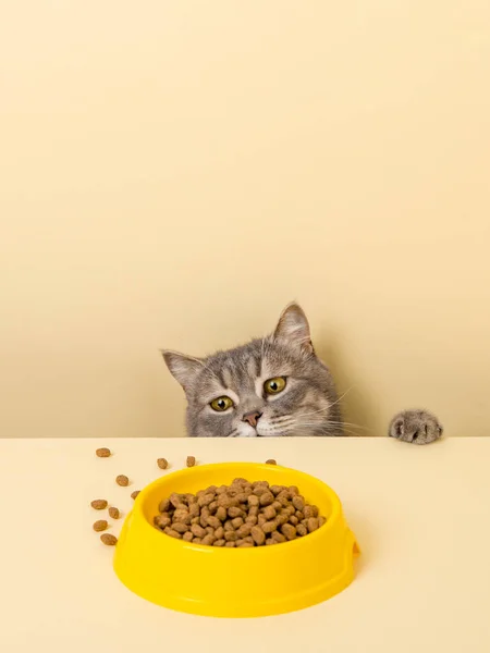 Cute Gray Cat Bowl Food Yellow Background Reaching His Favorite — Stock Photo, Image