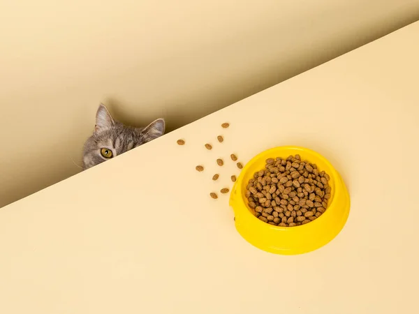 Μια Χαριτωμένη Γκρι Γάτα Και Ένα Μπολ Φαγητό Κίτρινο Φόντο — Φωτογραφία Αρχείου