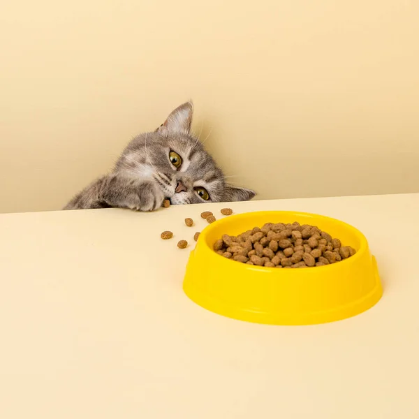 Милий Сірий Кіт Миска Їжею Жовтому Тлі Досягнувши Своєї Улюбленої — стокове фото