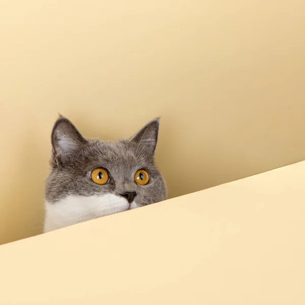 Simpatico Gatto Grigio Uno Sfondo Giallo Sbirciando Fuori Uno Spazio — Foto Stock