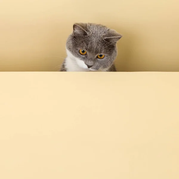 Egy Aranyos Szürke Macska Sárga Háttérrel Kukucskál Kifelé Egy Üres — Stock Fotó