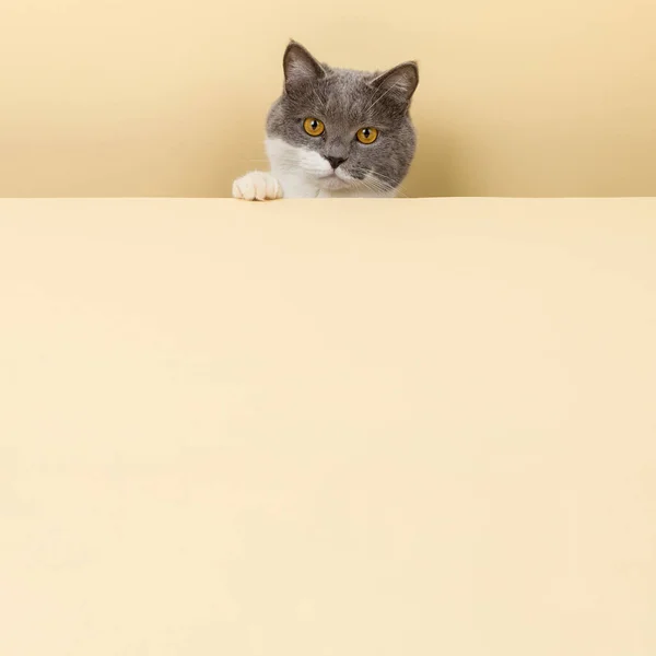 Egy Aranyos Szürke Macska Sárga Háttérrel Kukucskál Kifelé Egy Üres — Stock Fotó
