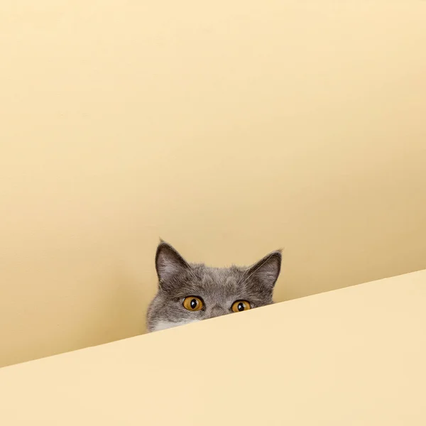 Lindo Gato Gris Sobre Fondo Amarillo Asomándose Espacio Blanco Copia —  Fotos de Stock