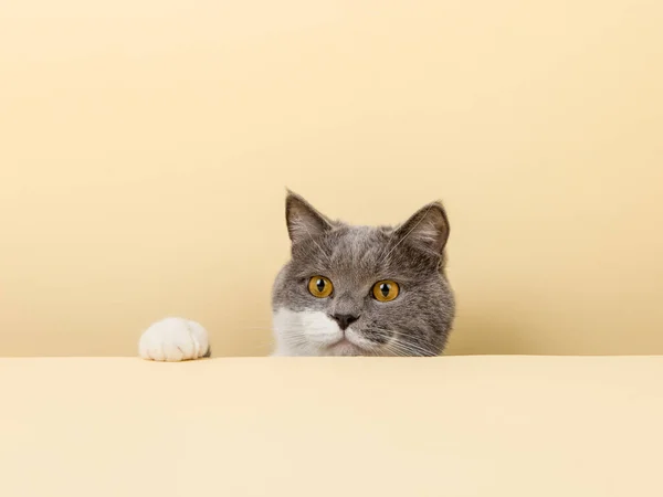 Μια Χαριτωμένη Γκρι Γάτα Κίτρινο Φόντο Κρυφοκοιτάζει Ένα Κενό Αντίγραφο — Φωτογραφία Αρχείου