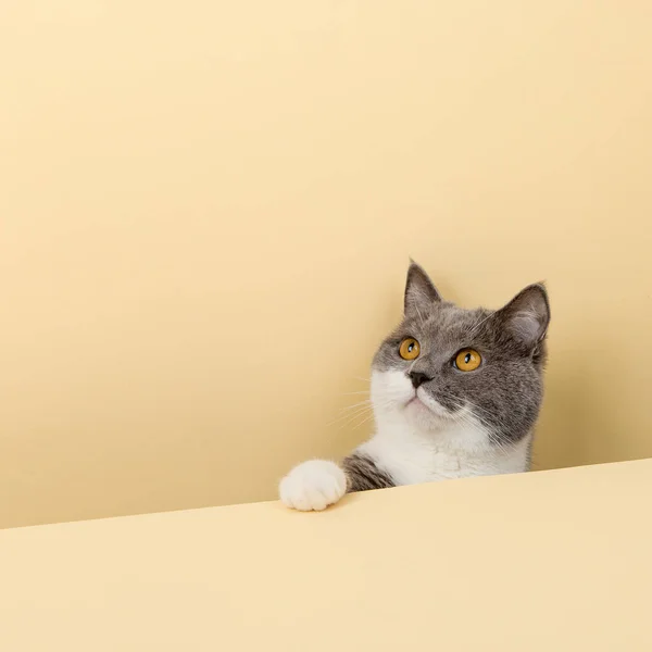 Roztomilá Šedá Kočka Žlutém Pozadí Vykukující Ven Prázdný Kopírovací Prostor — Stock fotografie