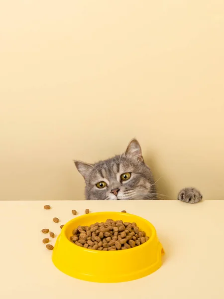 Lindo Gato Gris Tazón Comida Sobre Fondo Amarillo Buscando Comida Fotos De Stock