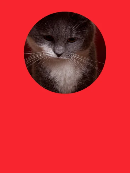 Cute Gray Cat Peeking Out Hole Red Background Concept Template — Foto Stock