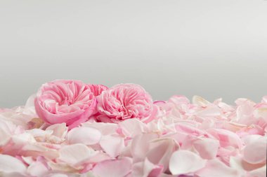 Romantik gül yaprakları ve pembe gül çiçekleri. Temiz arkaplan ve etiketler için boş alan.. 